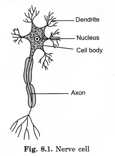 NCERT Solutions for Class 8 Science Chapter 8 Cell Structure and Functions 1