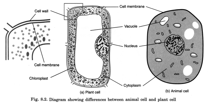 NCERT Solutions for Class 8 Science Chapter 8 Cell Structure and Functions