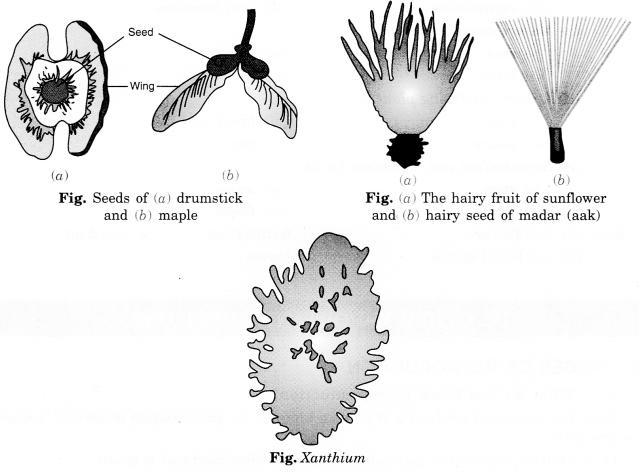 tiwari academy class 7 science Chapter 12 Reproduction in Plants Q.8