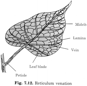 NCERT Solutions for Class 6 Science Chapter 7 Getting to Know Plants 1