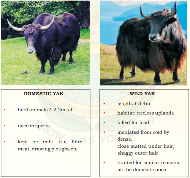 NCERT Solutions for Class 9 English Main Course Book Unit 3 Environment Chapter 1 The Indian Rhinoceros 7