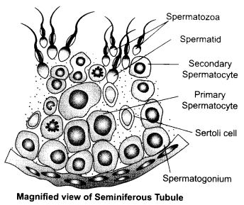 CBSE Sample Papers for Class 12 Biology Paper 1.5