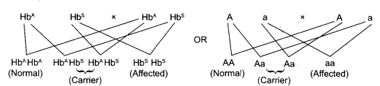 CBSE Sample Papers for Class 12 Biology Paper 2.2