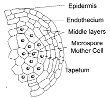 CBSE Sample Papers for Class 12 Biology Paper 3.2