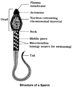 CBSE Sample Papers for Class 12 Biology Paper 3.3