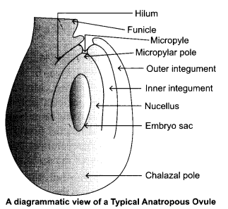 CBSE Sample Papers for Class 12 Biology Paper 3.4