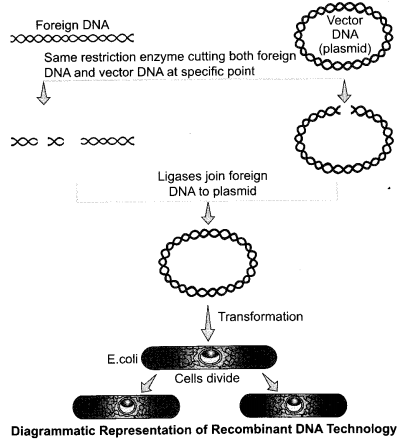 CBSE Sample Papers for Class 12 Biology Paper 3.5