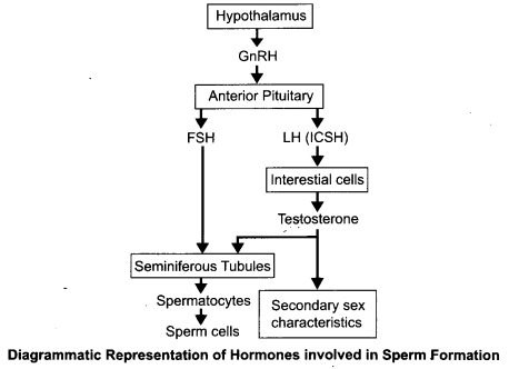 CBSE Sample Papers for Class 12 Biology Paper 3.7