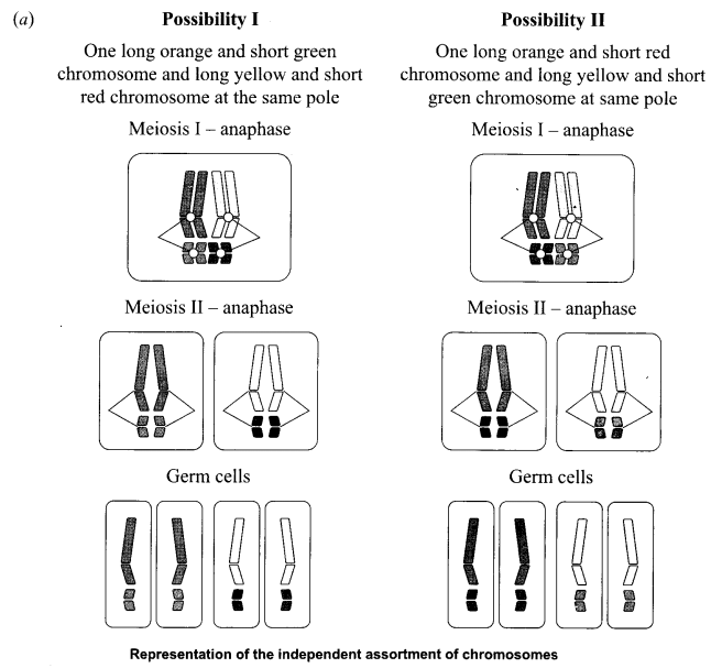 CBSE Sample Papers for Class 12 Biology Paper 3.9