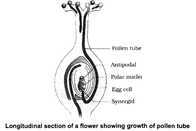 CBSE Sample Papers for Class 12 Biology Paper 4.12