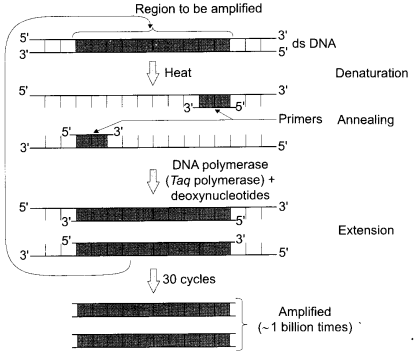 CBSE Sample Papers for Class 12 Biology Paper 4.7