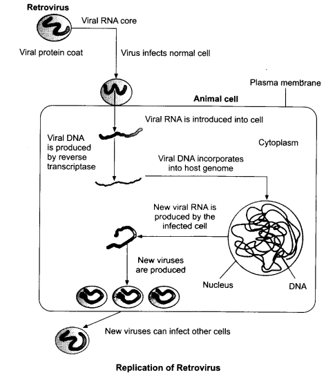 CBSE Sample Papers for Class 12 Biology Paper 5.1