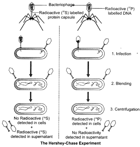 CBSE Sample Papers for Class 12 Biology Paper 5.4