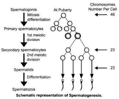 CBSE Sample Papers for Class 12 Biology Paper 5.5