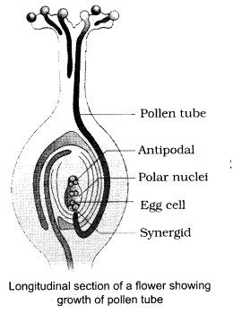 CBSE Sample Papers for Class 12 Biology Paper 6.6