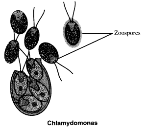 CBSE Sample Papers for Class 12 Biology Paper 7.2