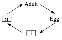 CBSE Sample Papers for Class 9 Science Paper 1 Q.24