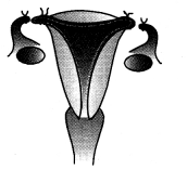 HOTS Questions for Class 10 Science Chapter 8 How do Organisms Reproduce image - 4