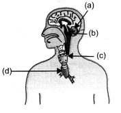 NCERT Exemplar Solutions for Class 10 Science Chapter 7 Control and Coordination image - 2