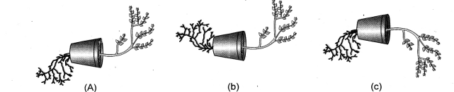 NCERT Exemplar Solutions for Class 10 Science Chapter 7 Control and Coordination image - 3