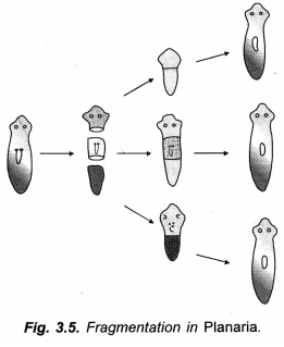 NCERT Exemplar Solutions for Class 10 Science Chapter 8 How do Organisms Reproduce image - 1