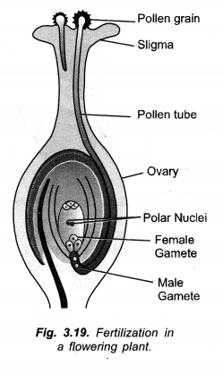 NCERT Exemplar Solutions for Class 10 Science Chapter 8 How do Organisms Reproduce image - 2