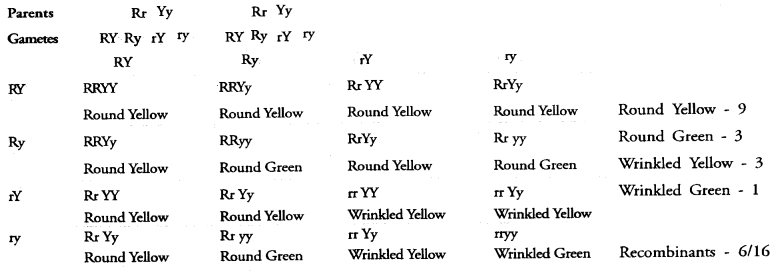 NCERT Exemplar Solutions for Class 10 Science Chapter 9 Heredity and Evolution image - 3