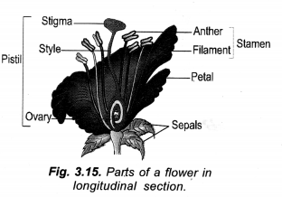 NCERT Solutions for Class 10 Science Chapter 8 जीव प्रतिबिम्ब कैसे उत्पन्न करते हैं - 1