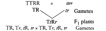 NCERT Solutions for Class 10 Science Chapter 9 Heredity and Evolution image - 2