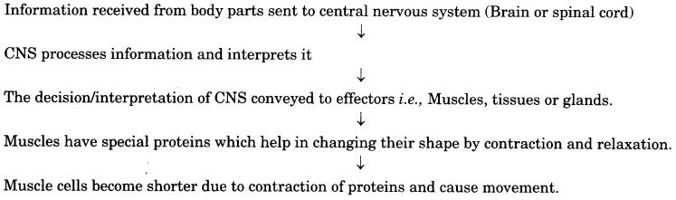 Control and Coordination 10 Extra Questions with Answers Science Chapter 7, 5