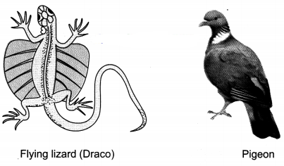 Diversity in Living Organisms Class 9 Extra Questions and Answers Science Chapter 7 img 10