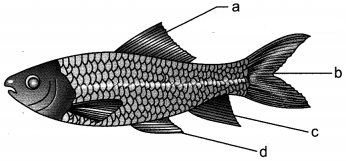 Diversity in Living Organisms Class 9 Extra Questions and Answers Science Chapter 7 img 3