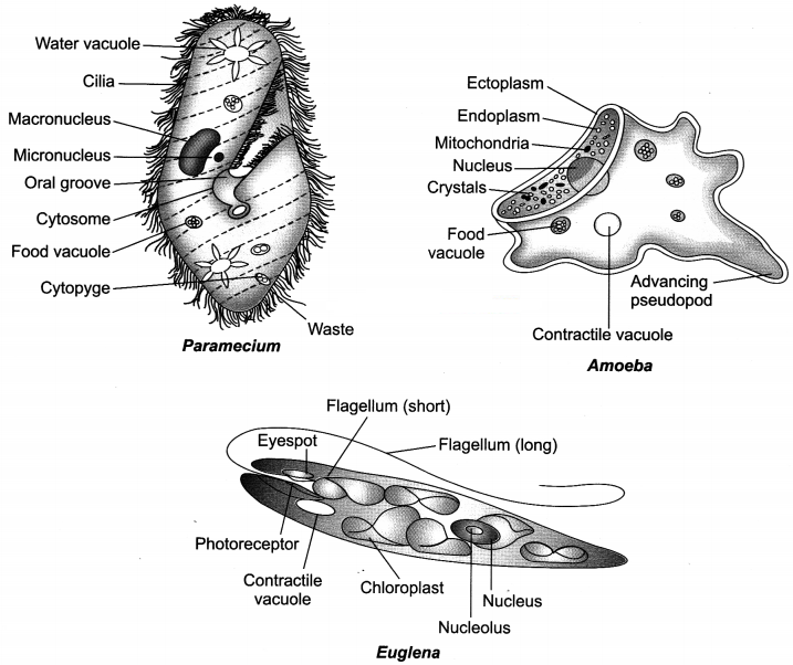 Diversity in Living Organisms Class 9 Extra Questions and Answers Science Chapter 7 img 5