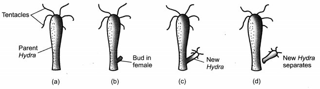 How do Organisms Reproduce Class 10 Extra Questions with Answers Science Chapter 8, 1