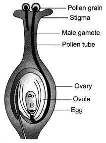 How do Organisms Reproduce Class 10 Extra Questions with Answers Science Chapter 8, 5