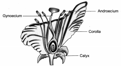 How do Organisms Reproduce Class 10 Extra Questions with Answers Science Chapter 8, 6