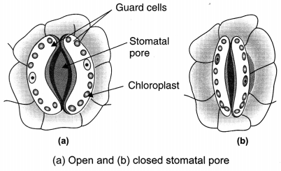 Life Processes Class 10 Extra Questions with Answers Science Chapter 6, 1