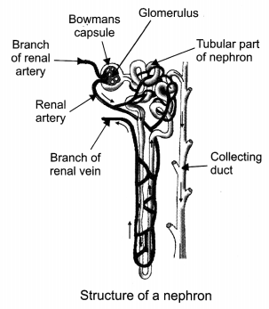 Life Processes Class 10 Extra Questions with Answers Science Chapter 6, 2