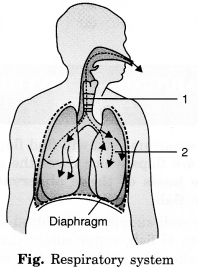 MCQ Questions for Class 7 Science Chapter 10 Respiration in Organisms with Answers 1