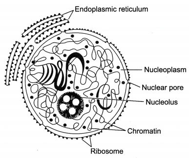 The Fundamental Unit of Life Class 9 Extra Questions and Answers Science Chapter 5 11