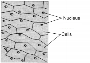 The Fundamental Unit of Life Class 9 Extra Questions and Answers Science Chapter 5 13