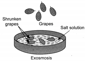 The Fundamental Unit of Life Class 9 Extra Questions and Answers Science Chapter 5 3