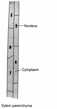 Tissues Class 9 Extra Questions and Answers Science Chapter 6 10