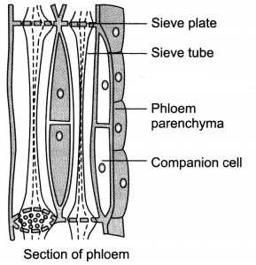 Tissues Class 9 Extra Questions and Answers Science Chapter 6 11