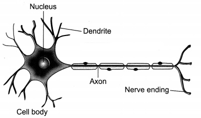 Tissues Class 9 Extra Questions and Answers Science Chapter 6 13