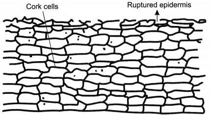 Tissues Class 9 Extra Questions and Answers Science Chapter 6 15