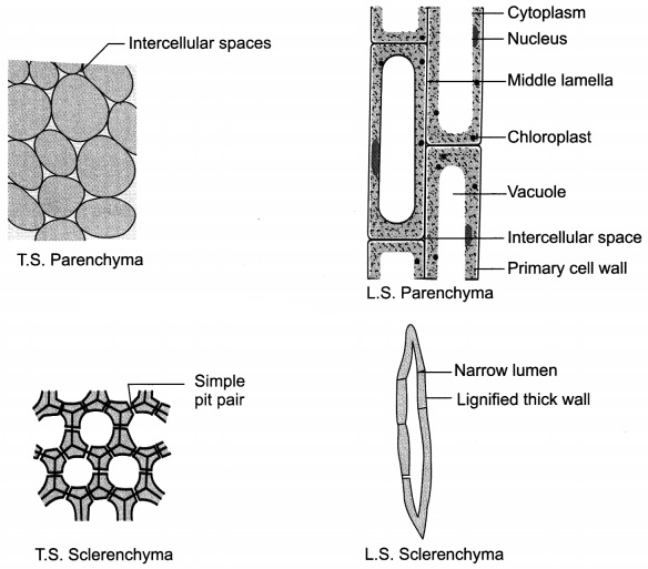 Tissues Class 9 Extra Questions and Answers Science Chapter 6 16