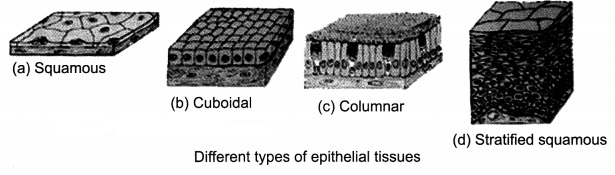 Tissues Class 9 Extra Questions and Answers Science Chapter 6 17