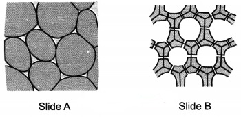 Tissues Class 9 Extra Questions and Answers Science Chapter 6 3