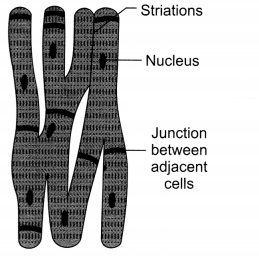 Tissues Class 9 Extra Questions and Answers Science Chapter 6 5